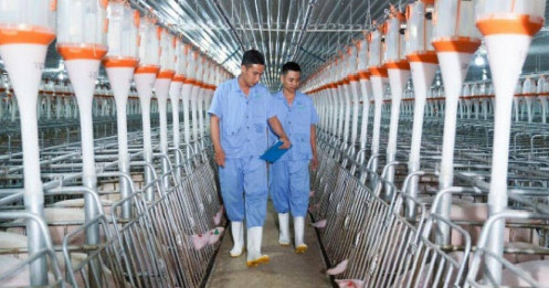 BAF "đặt cược" vào chuỗi 3F