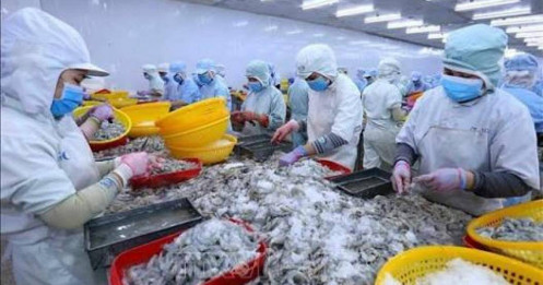 Tôm Sao Ta hưởng lợi từ giá tôm nguyên liệu giảm, biên lợi nhuận quý II bứt phá
