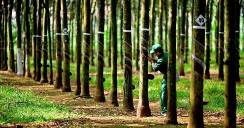 TRC: Nông trường Siêm Riệp bước vào giai đoạn khai thác toàn diện, động lực tăng trưởng dài hạn được củng cố