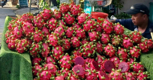 Giá thanh long tăng gấp đôi sau giai đoạn 'chạm đáy'