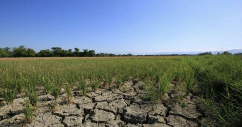 Philippines tiếp tục nhập khẩu gạo vì lo ngại El Niño