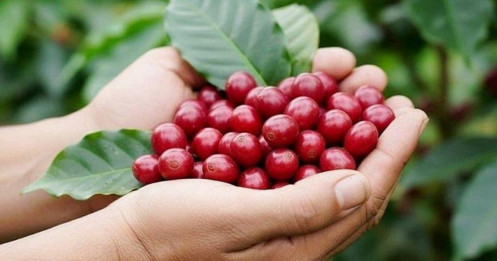 Giá cà phê trong nước ổn định, thị trường thế giới biến động trái chiều