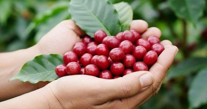 Giá cà phê trong nước ổn định, thị trường thế giới biến động trái chiều
