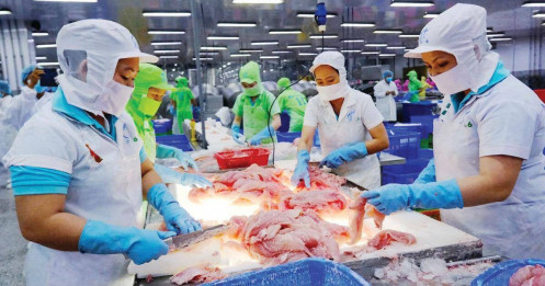 Thuế tăng, cá tra phải "đổi bài"