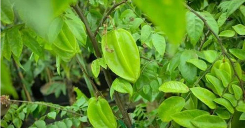 3 loại cây "đuổi thần tài" khỏi cửa chính, nhà ai đang trồng sửa gấp