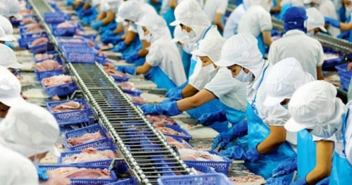 Doanh thu Vĩnh Hoàn nhích tăng trong tháng 8, giá cổ phiếu vẫn miệt mài đi xuống