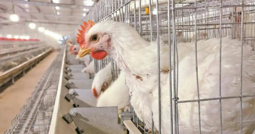 Bí mật đằng sau loại gà Trung Quốc 35 ngày đạt 2,5kg