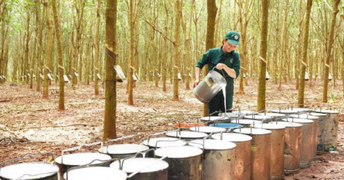Sóng gió và cơ hội từ cổ phiếu cao su