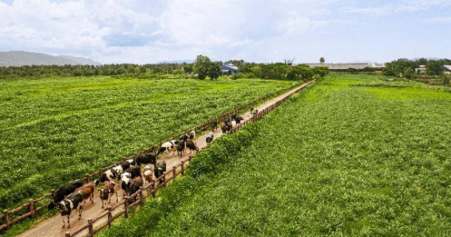 50 năm Vinamilk: Khi “đạt chuẩn” chưa phải là điểm dừng