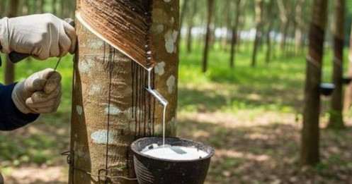 Giá cao su tự nhiên tăng giữa lo ngại về gián đoạn chuỗi cung ứng