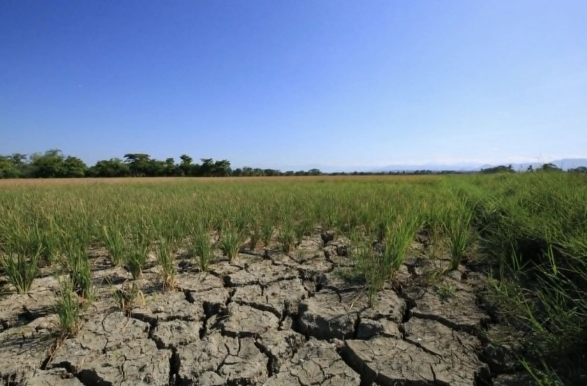 Philippines tiếp tục nhập khẩu gạo vì lo ngại El Niño