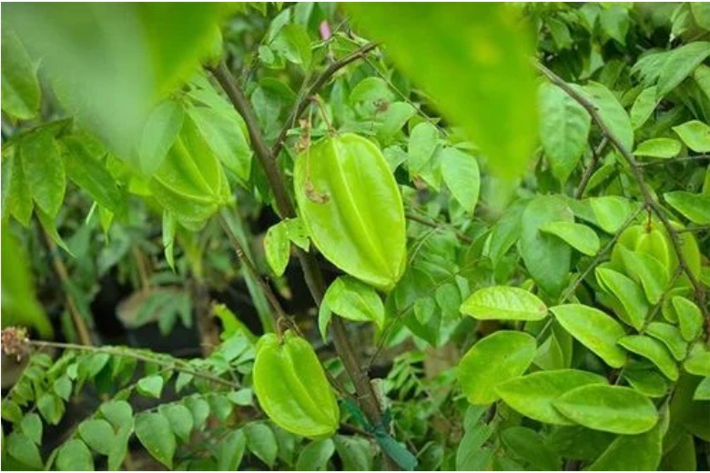3 loại cây "đuổi thần tài" khỏi cửa chính, nhà ai đang trồng sửa gấp