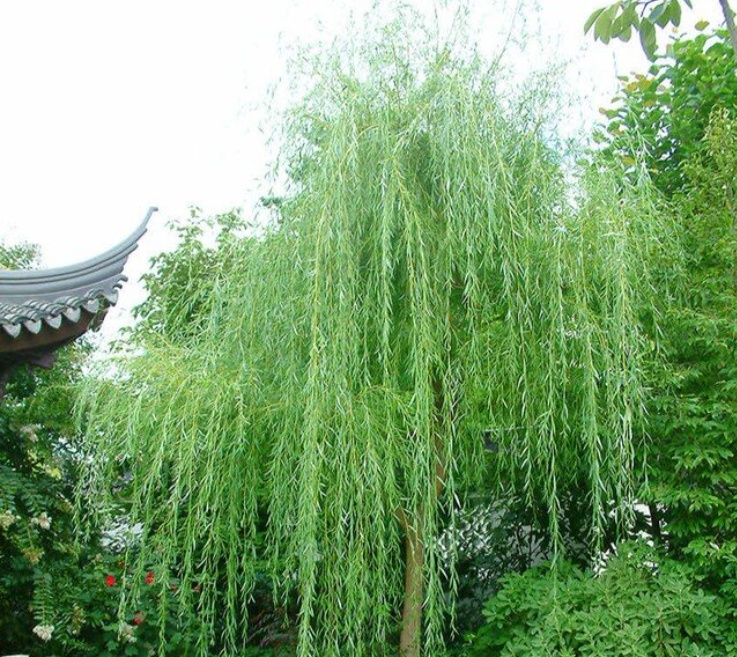 Muốn gia đạo êm ấm, tiền bạc dư dả, chớ để cây này trước nhà
