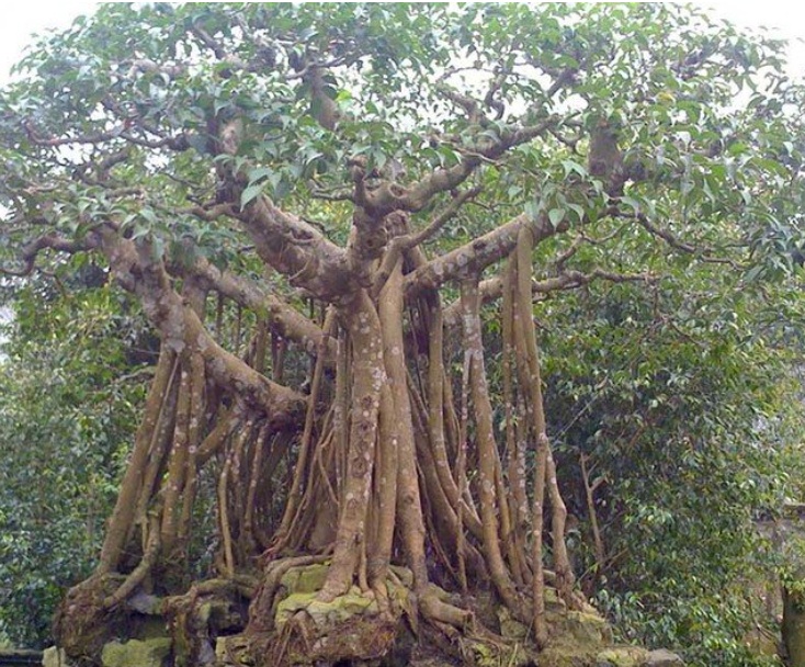 Muốn gia đạo êm ấm, tiền bạc dư dả, chớ để cây này trước nhà