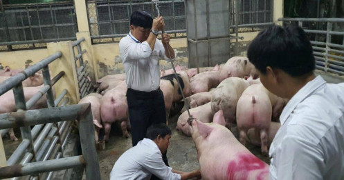 Không kiểm tra vẫn cấp giấy: Kiểm dịch viên tiếp tay đưa hơn 10.000 tấn heo nhiễm chất cấm ra thị trường