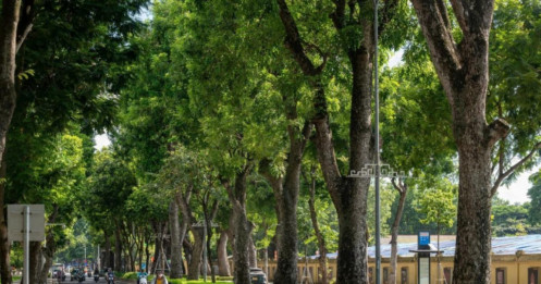 Mỗi tuyến phố Hà Nội sẽ có một loài cây đặc trưng