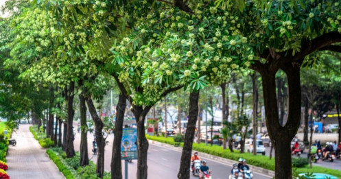 Hà Nội rà soát, dịch chuyển cây hoa sữa