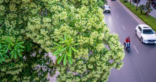 Hà Nội xem xét cắt tỉa chùm hoa sữa để giảm mùi hương