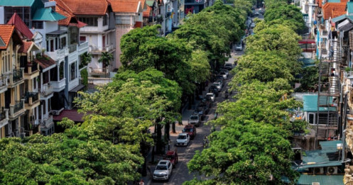 Hà Nội lấy ý kiến người dân về việc di chuyển cây hoa sữa