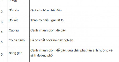 Hà Nội ban hành danh mục 18 loài cây cấm trồng