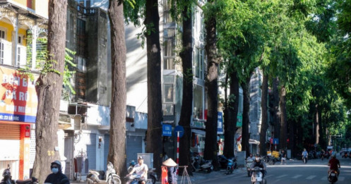 Hà Nội quy hoạch cây xanh trên các tuyến phố chính thế nào?