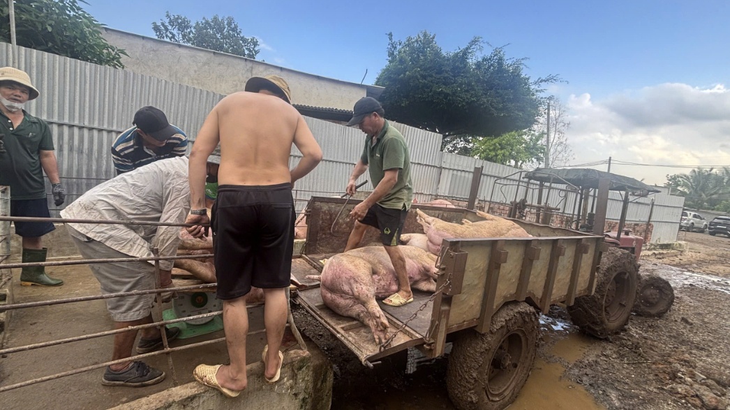 Không kiểm tra vẫn cấp giấy: Kiểm dịch viên tiếp tay đưa hơn 10.000 tấn heo nhiễm chất cấm ra thị trường