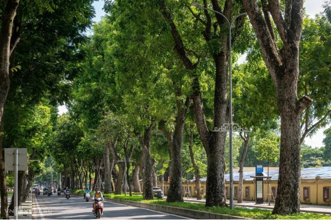 Mỗi tuyến phố Hà Nội sẽ có một loài cây đặc trưng