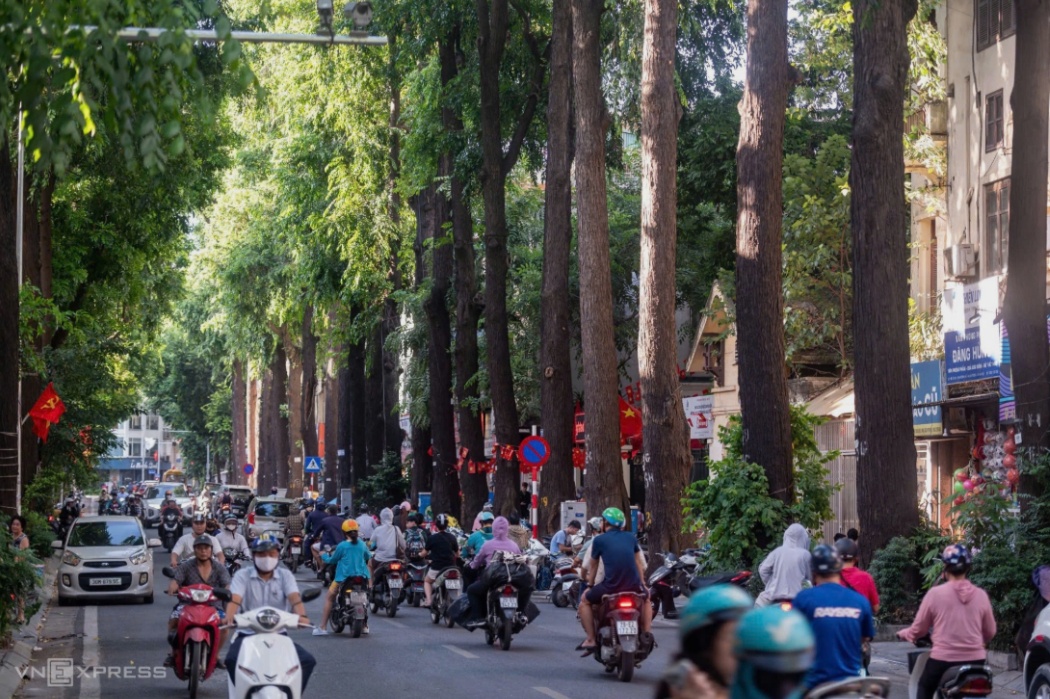 Mỗi tuyến phố Hà Nội sẽ có một loài cây đặc trưng