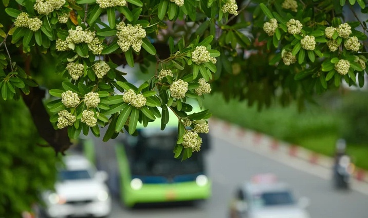 Tôi chuyển nhà vì không chịu nổi mùi hoa sữa