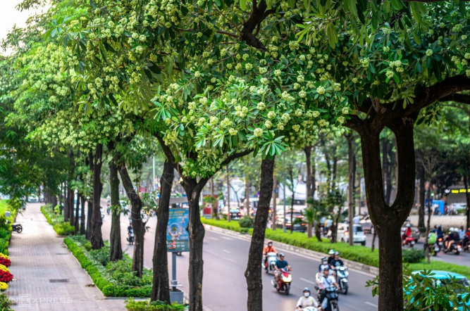 Ngày 14/10, Văn phòng UBND TP Hà Nội có văn bản gửi Sở Xây dựng và UBND các phường, xã nêu rõ hoa sữa  ...