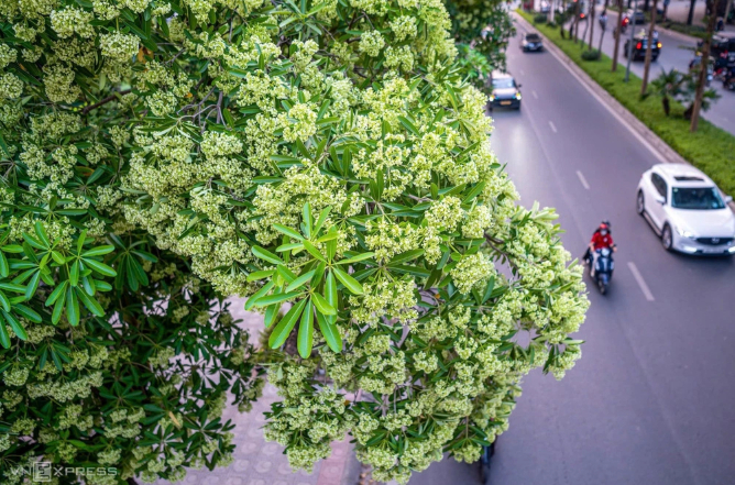 Hà Nội xem xét cắt tỉa chùm hoa sữa để giảm mùi hương