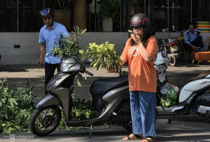 Hà Nội lấy ý kiến người dân về việc di chuyển cây hoa sữa