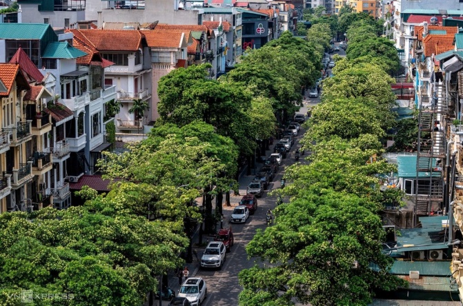 Hà Nội lấy ý kiến người dân về việc di chuyển cây hoa sữa