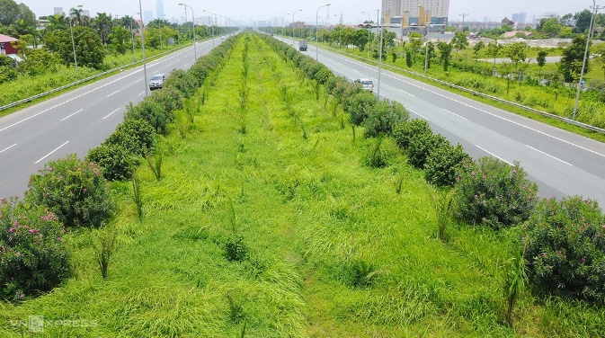 Hà Nội ban hành danh mục 18 loài cây cấm trồng