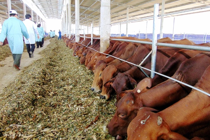 Dự án nuôi bò hơn 4.500 tỷ đồng được đem đấu giá gần 284 tỷ