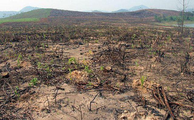 Nghệ An: Gây thất thoát hơn 700 triệu đồng, 4 cán bộ Ban quản lý rừng phòng hộ bị khởi tố
