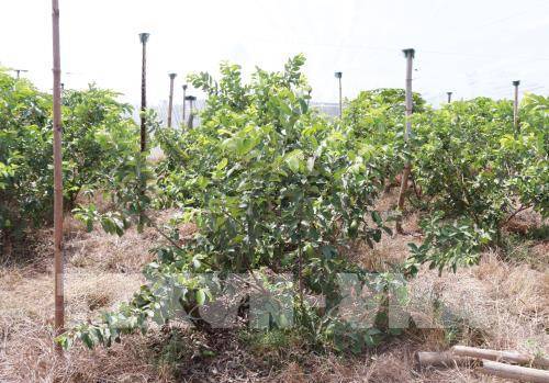 Ninh Thuận phát triển cây ăn quả có khả năng chịu hạn
