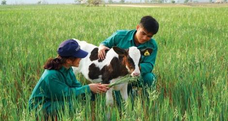 Sữa Việt đầu tư xây cứ điểm tại thị trường quốc tế
