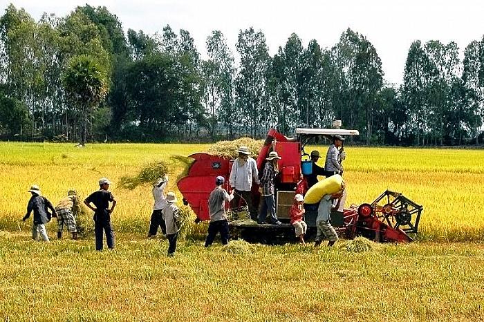 Trung Quốc giảm nhập, xuất khẩu gạo của Việt Nam trở nên khó khăn