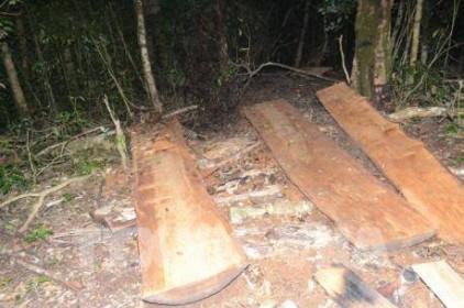 Xử nghiêm vụ khai thác trái phép gỗ Du Sam trong Khu bảo tồn thiên nhiên Nam Nung
