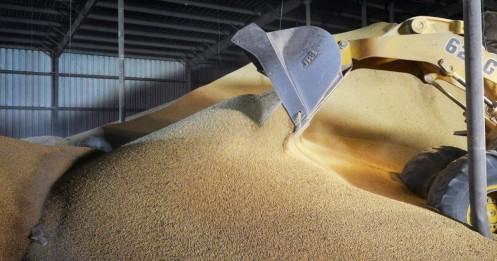 Bất ngờ trước G20, Mỹ công bố Trung Quốc mua 544.000 tấn đậu nành