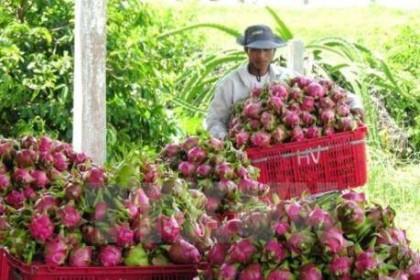 EVFTA: Cơ hội xây dựng thương hiệu cho nông sản Việt