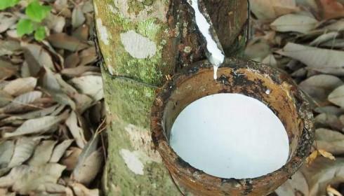 Thăng trầm xuất khẩu cao su