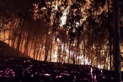 Phó Chủ tịch tỉnh Bình Định: Xảy ra cháy phải truy cho được đối tượng gây cháy