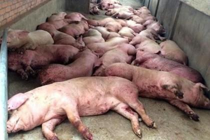 160 ngày chôn 3,3 triệu con lợn, hàng vạn hộ dân đau đớn