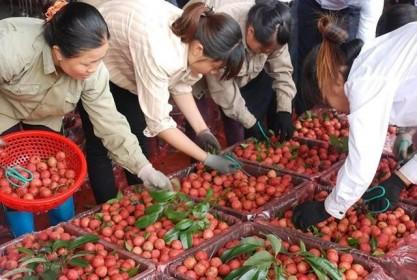 Vải thiều Bắc Giang thắng lớn cả thị trưởng nội địa và xuất khẩu