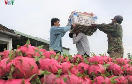 Bình Thuận: Thanh long chính vụ được giá