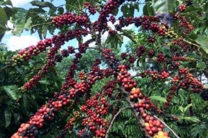 Xuất khẩu cà phê của Brazil sang Trung Quốc tăng mạnh
