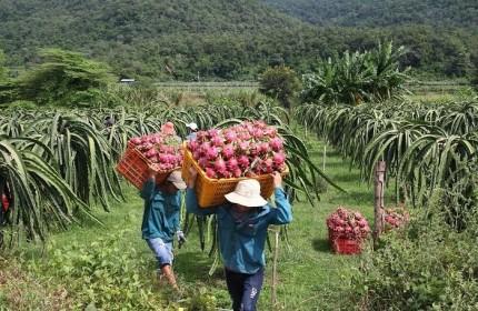 Giá thanh long tăng mạnh, thương hiệu thanh long Bình Thuận được hàng chục nước bảo hộ