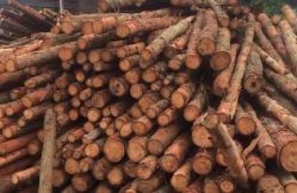 Doanh nghiệp dăm gỗ Việt: Lao đao vì thị trường Trung Quốc
